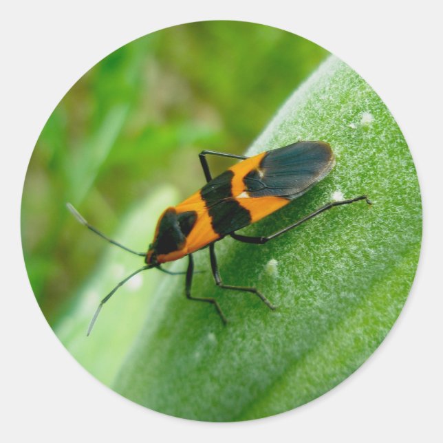 Milkweed Bug Stickers (Front)