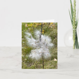 Milkweed   Butterfly   Note Card
