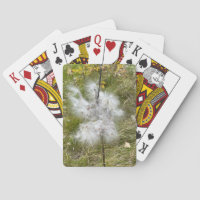 Milkweed | Butterfly |