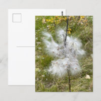 Milkweed | Butterfly |