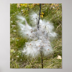 Milkweed   Butterfly   Poster