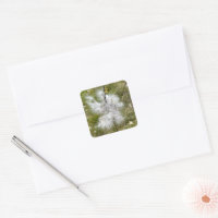 Milkweed | Butterfly |