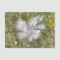 Milkweed | Butterfly |