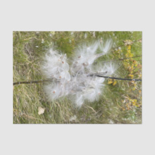 Milkweed   Butterfly   Tissue Paper