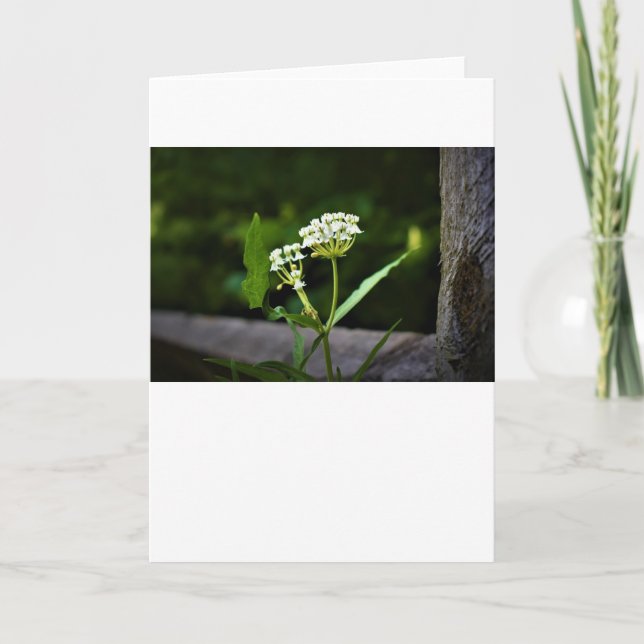 Milkweed, card (Front)