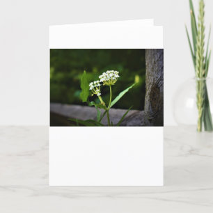Milkweed, card