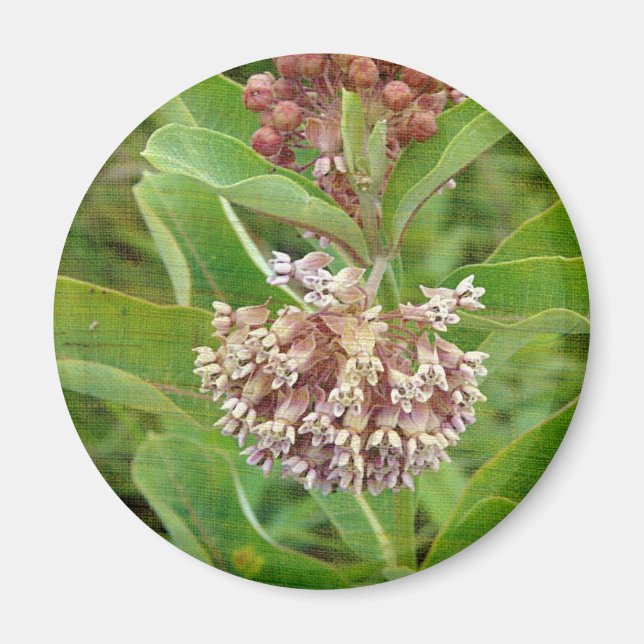 Milkweed is Pretty Magnet (Front)