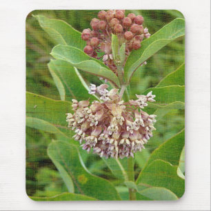 Milkweed is Pretty Mouse Mat