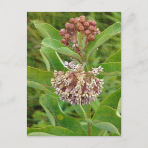 Milkweed is Pretty Postcard