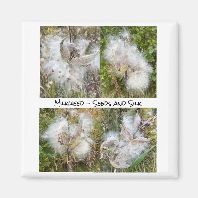 Milkweed | Natural Magnet (Front)
