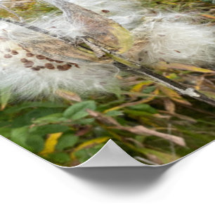 Milkweed Natural Poster