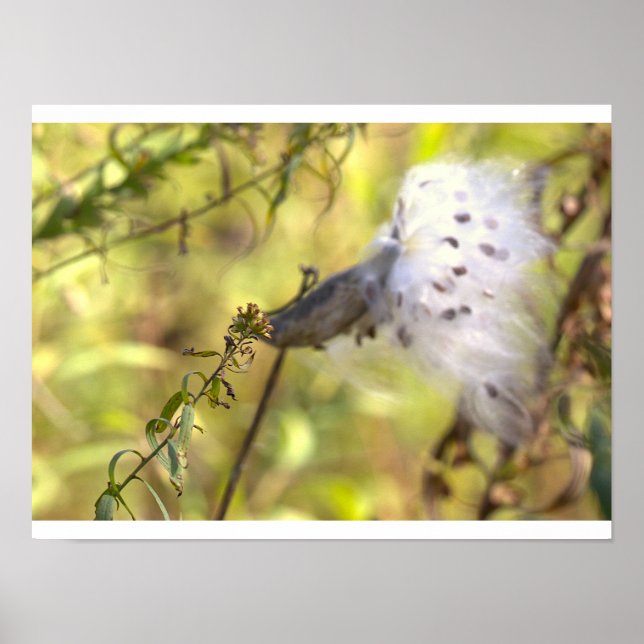 Milkweed Photo Poster (Front)