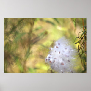 Milkweed Photo Poster