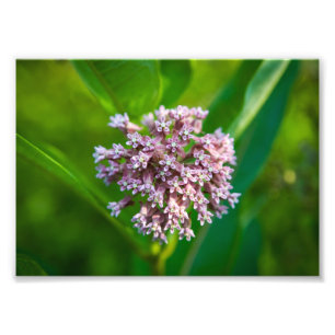 Milkweed --  photo print