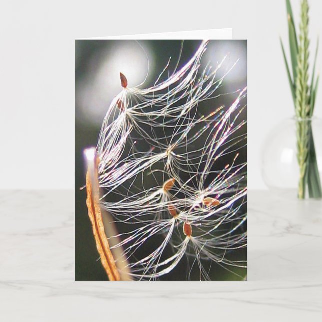 Milkweed Poof Carnival Ride Playful Nature Card (Front)