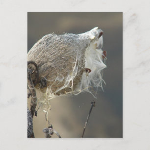 Milkweed Postcard