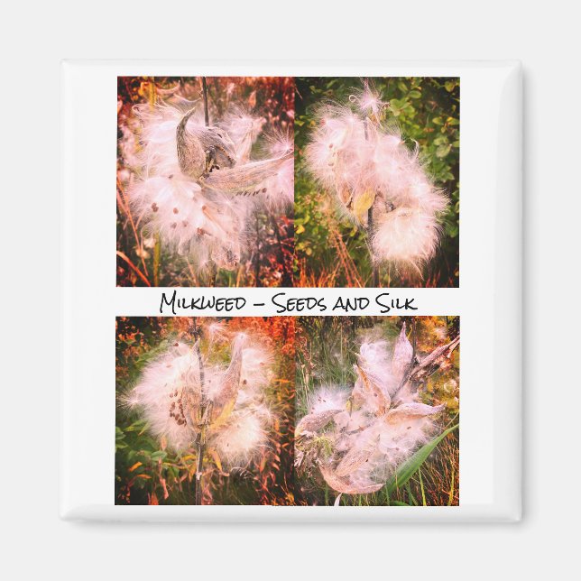 Milkweed | Sangria Magnet (Front)