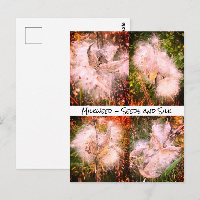Milkweed | Sangria Postcard (Front/Back)
