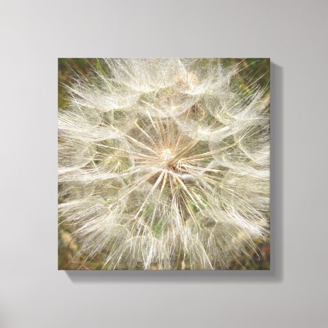 Milkweed Seed Pod Macro Canvas Print (Front)
