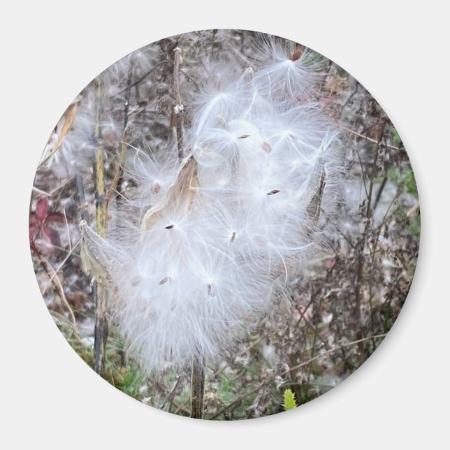 Milkweed Seeds and Silk Office Magnet (Front)
