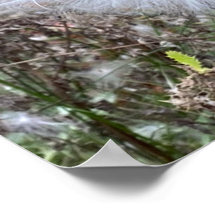 Milkweed Seeds and Silk Poster