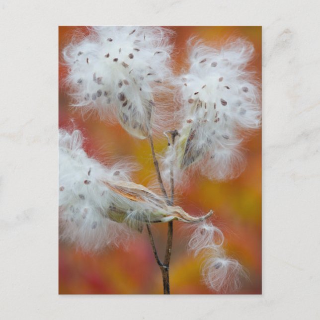 Milkweed seeds in autumn, Canada Postcard (Front)
