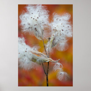 Milkweed seeds in autumn, Canada Poster