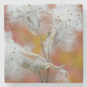 Milkweed seeds in autumn, Canada Stone Coaster