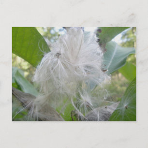 Milkweed Seeds Postcard