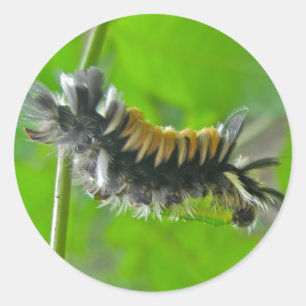 Milkweed Tussock Moth Caterpillar Items Classic Round Sticker