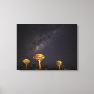 Milky Way Quiver Tree   Keetmanshoop Namibia Canvas Print