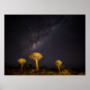 Milky Way Quiver Tree   Keetmanshoop Namibia Poster