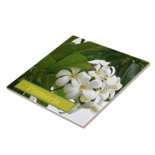 MILKY-WHITE PLUMERIA BLOSSOMS WITH GREEN FOLIAGE TILE