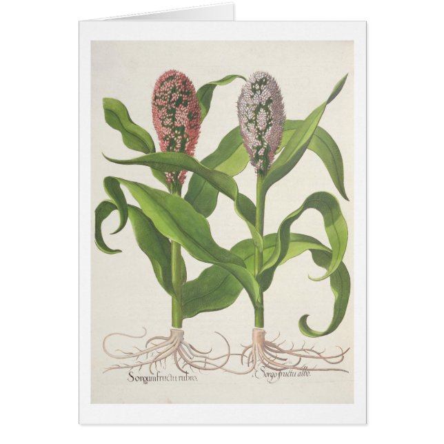 Millet: 1.Sorgum fructu rubro; 2.Sorgo fructu albo (Front)