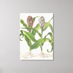Millet: 1.Sorgum fructu rubro; 2.Sorgo fructu albo Canvas Print