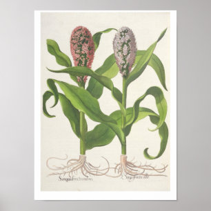 Millet: 1.Sorgum fructu rubro; 2.Sorgo fructu albo Poster