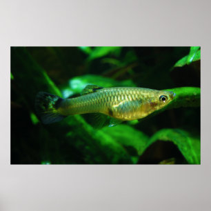 Millionfish or Guppy Poecilia Reticulata Poster