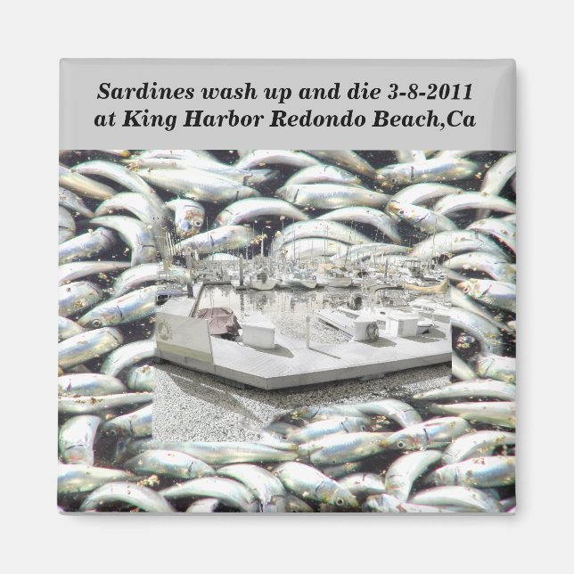 Millions of Sardines 3-8-2011_ Magnet (Front)