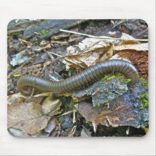 Millipede (Narceus americanus) Mousepad