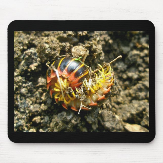 Millipede Polydesmida (Sigmoria aberrans) Items Mouse Mat (Front)