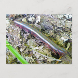Millipede Postcard
