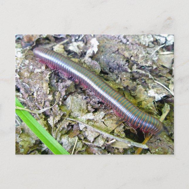 Millipede Postcard (Front)