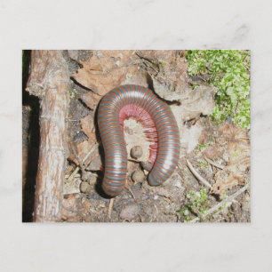 Millipede Postcard