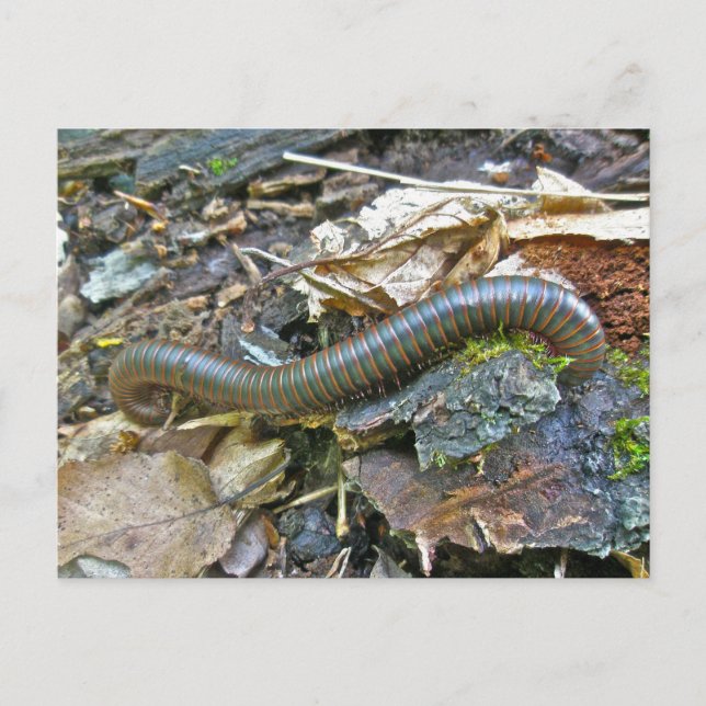 Millipede Series Items Postcard (Front)