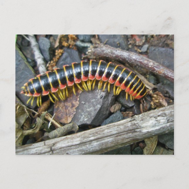 Millipede Series Items Postcard (Front)