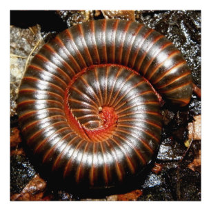 Millipede Spiral Photo Print