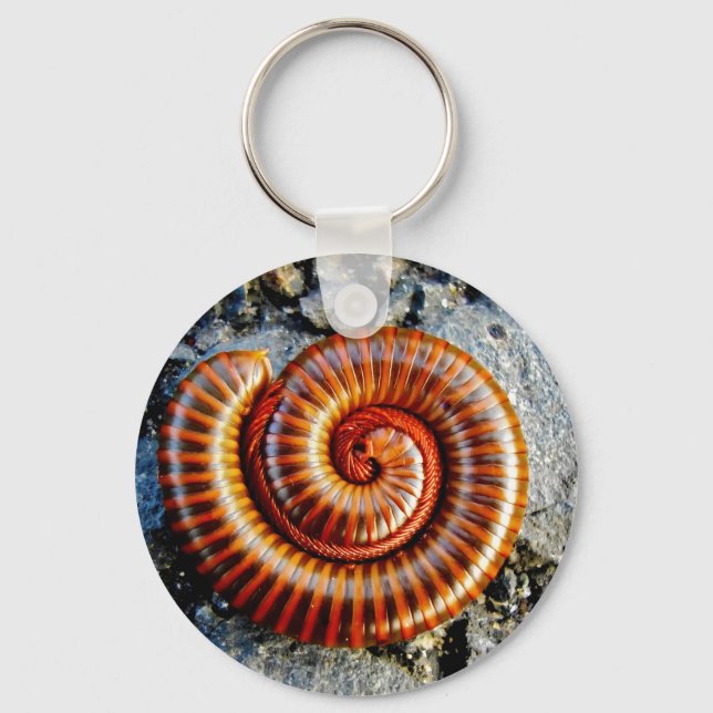 Millipede Trigoniulus Corallinus Curled Arthropod Key Ring (Front)