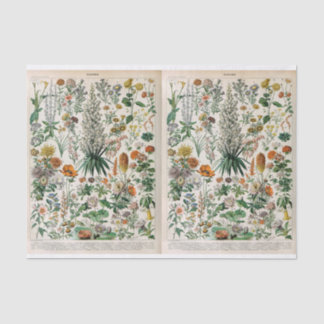 Millot Illustrations, Botanical, Decoupage  Tissue Paper