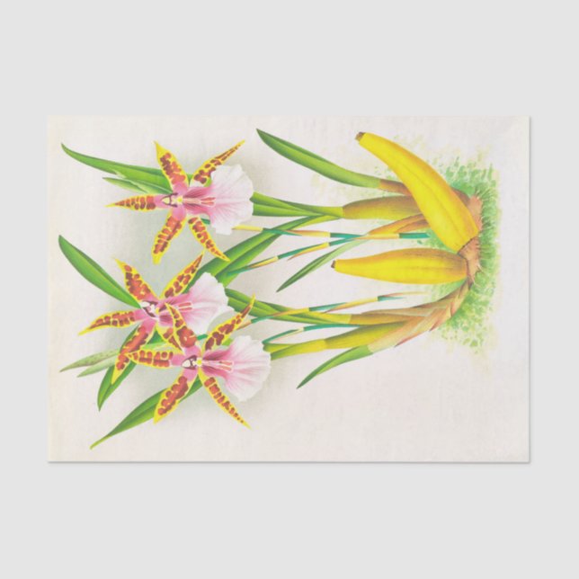 Miltonia Blunti (Orchid) by Jean Jules Linden Tissue Paper (Front)