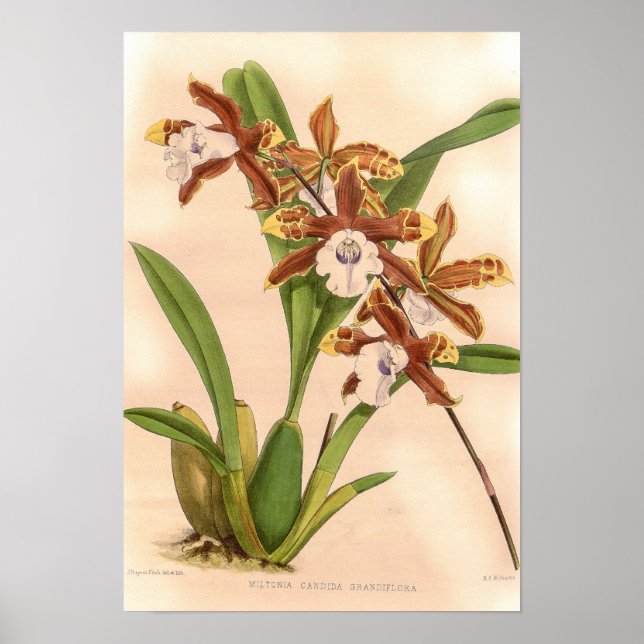 Miltonia candida Orchid Poster (Front)
